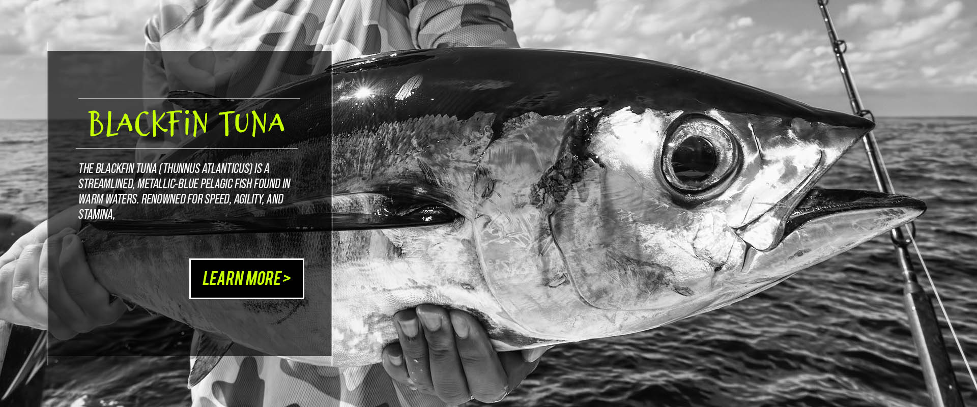 Offshore fishing with captain pablo rodrigues marathon florida keys